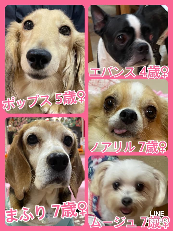 🐾今日の里親様募集中ワンコ🐶メンバーです🐾2021,10,4